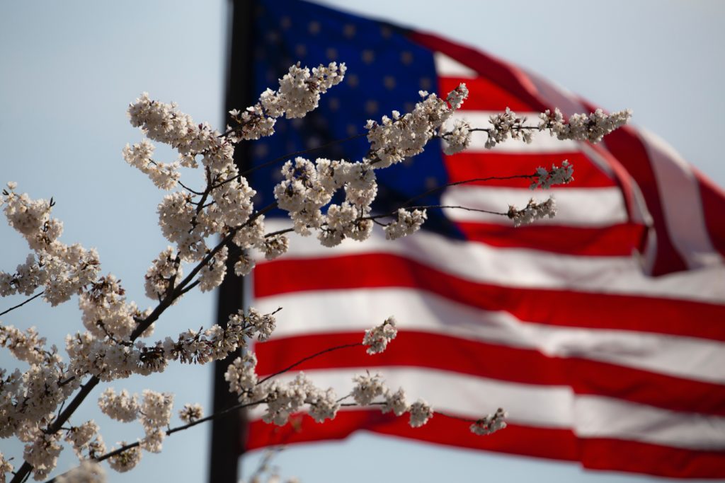 A crisp image of white cherry blossoms in the foreground, with the American flag waving gently in the background under a clear blue sky, symbolizing peace amidst the complexities of United States military divorce.
