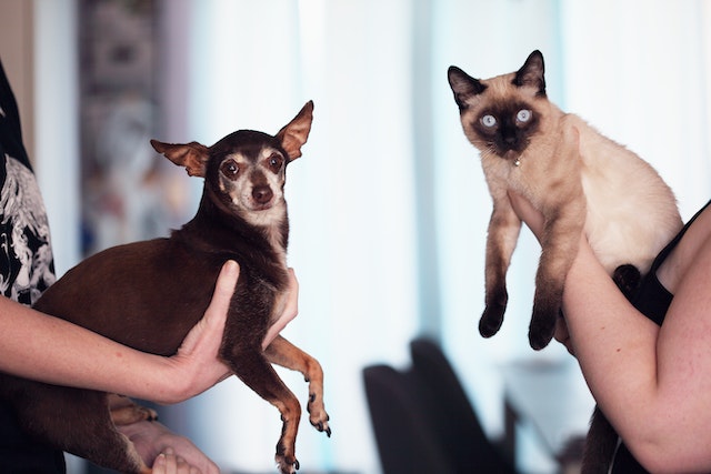 couple holding cat and dog