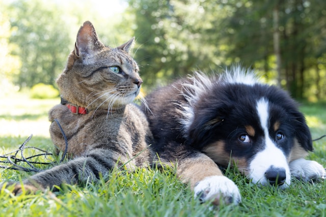 cat and dog laying in grass